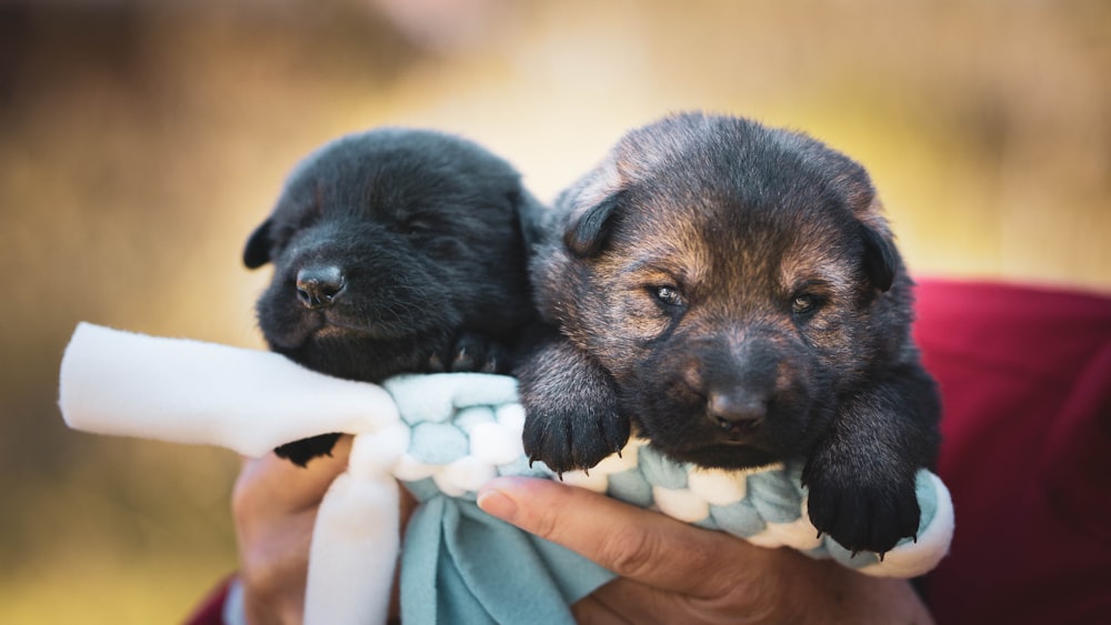 black and brown short coated puppy