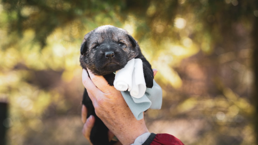 black short coated puppy with white and red collar