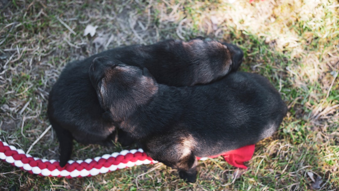 black and tan short coat medium dog lying on ground