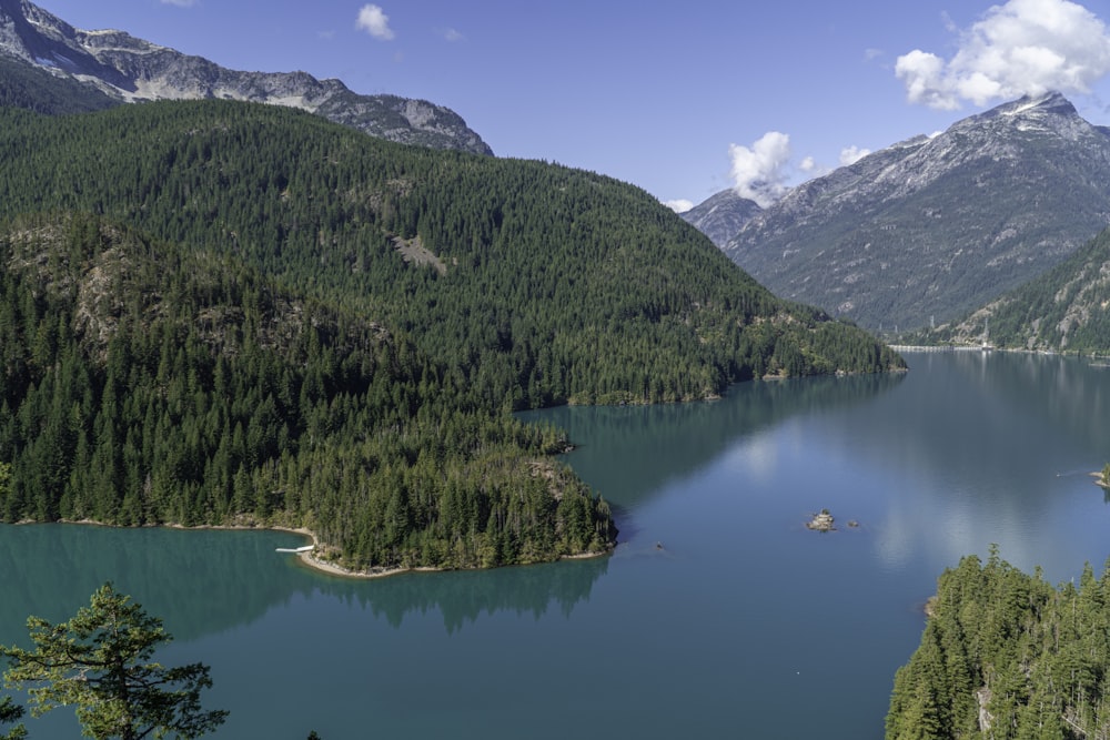 green trees near lake during daytime