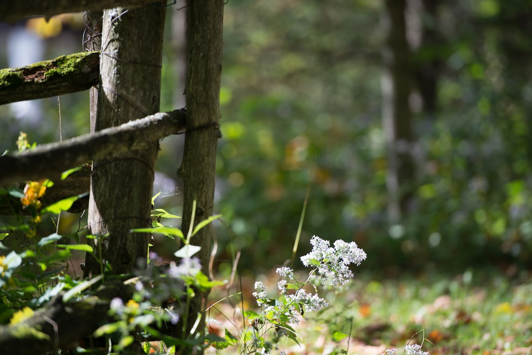 travelers stories about Forest in Sherbrooke, Canada