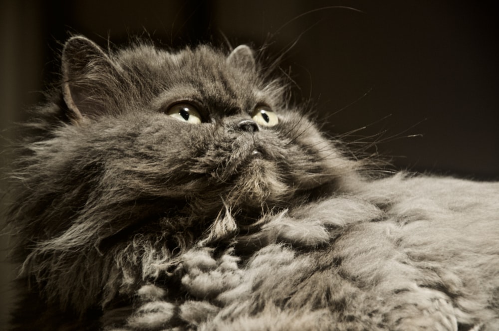 gray and black long fur cat