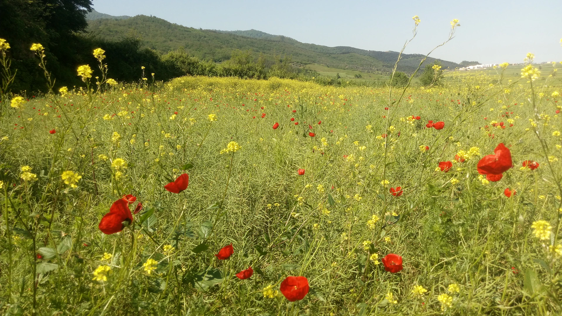 red flowers on green grass field during daytime