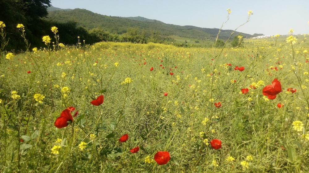 flores vermelhas no campo verde da grama durante o dia