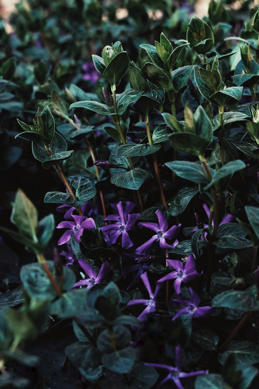 purple flowers with green leaves