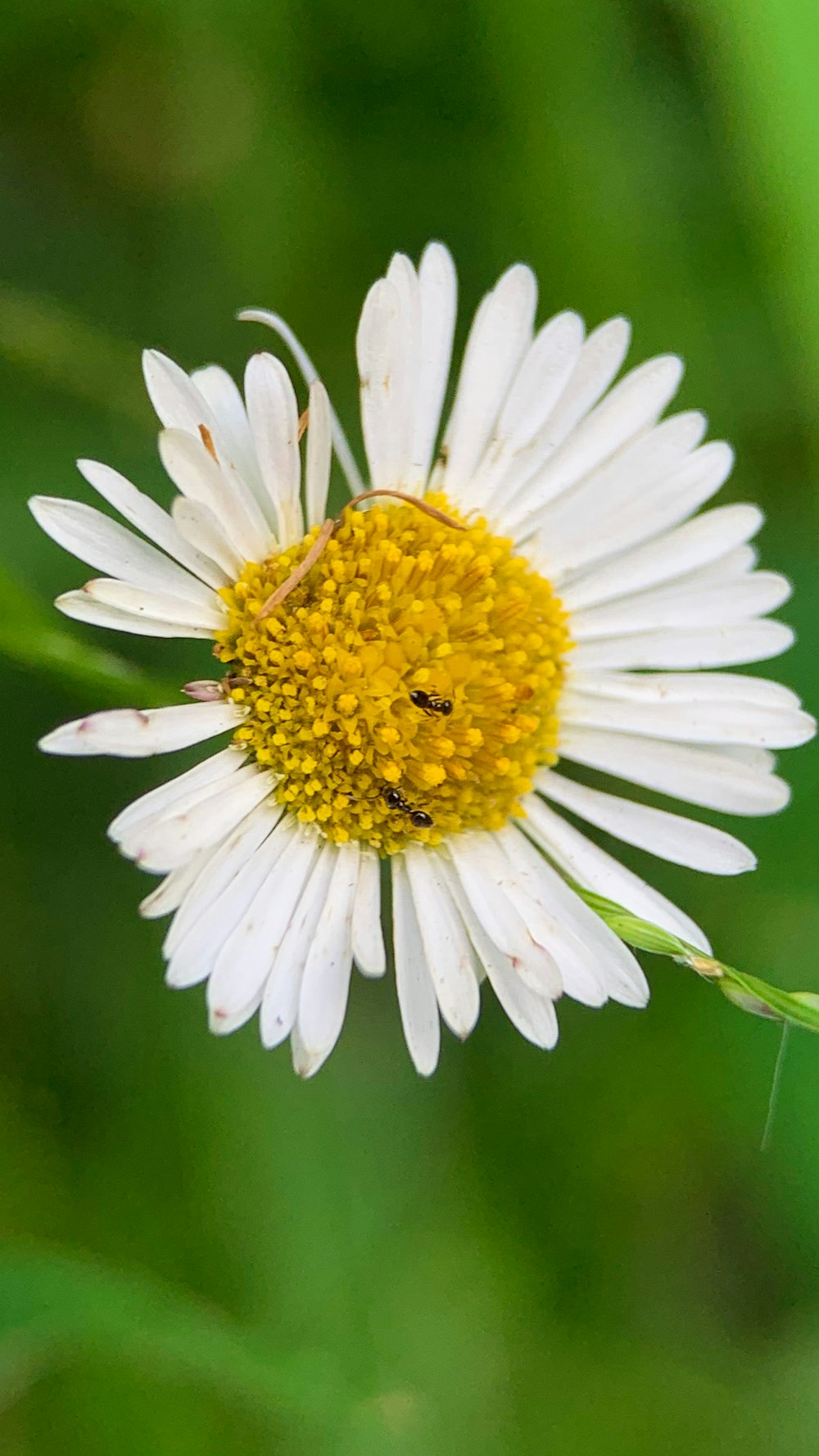 white daisy in bloom during daytime