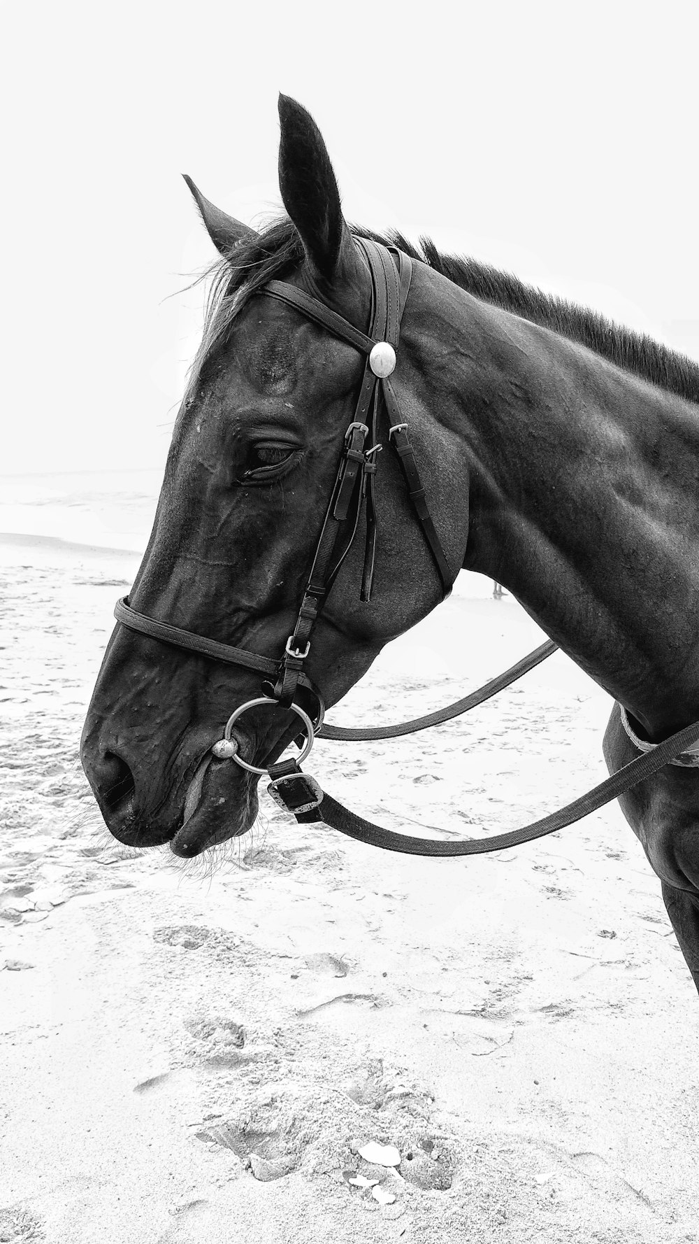 grayscale photo of horse on beach