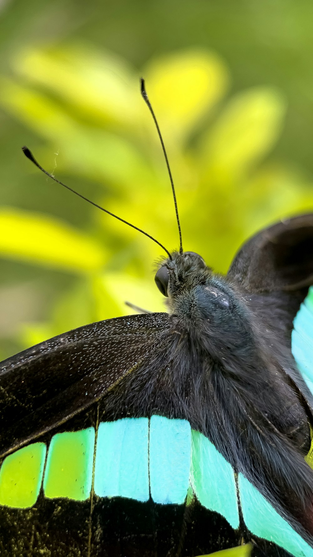 blue and black butterfly perched on yellow flower