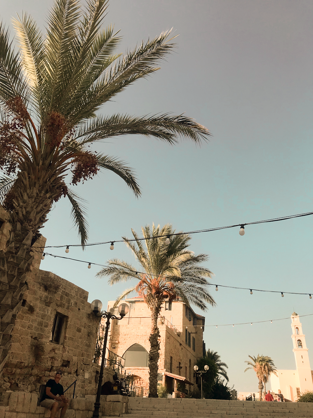 palm tree near brown concrete building