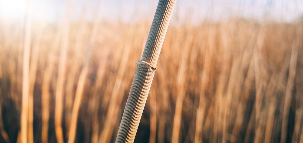 brown wooden stick in tilt shift lens