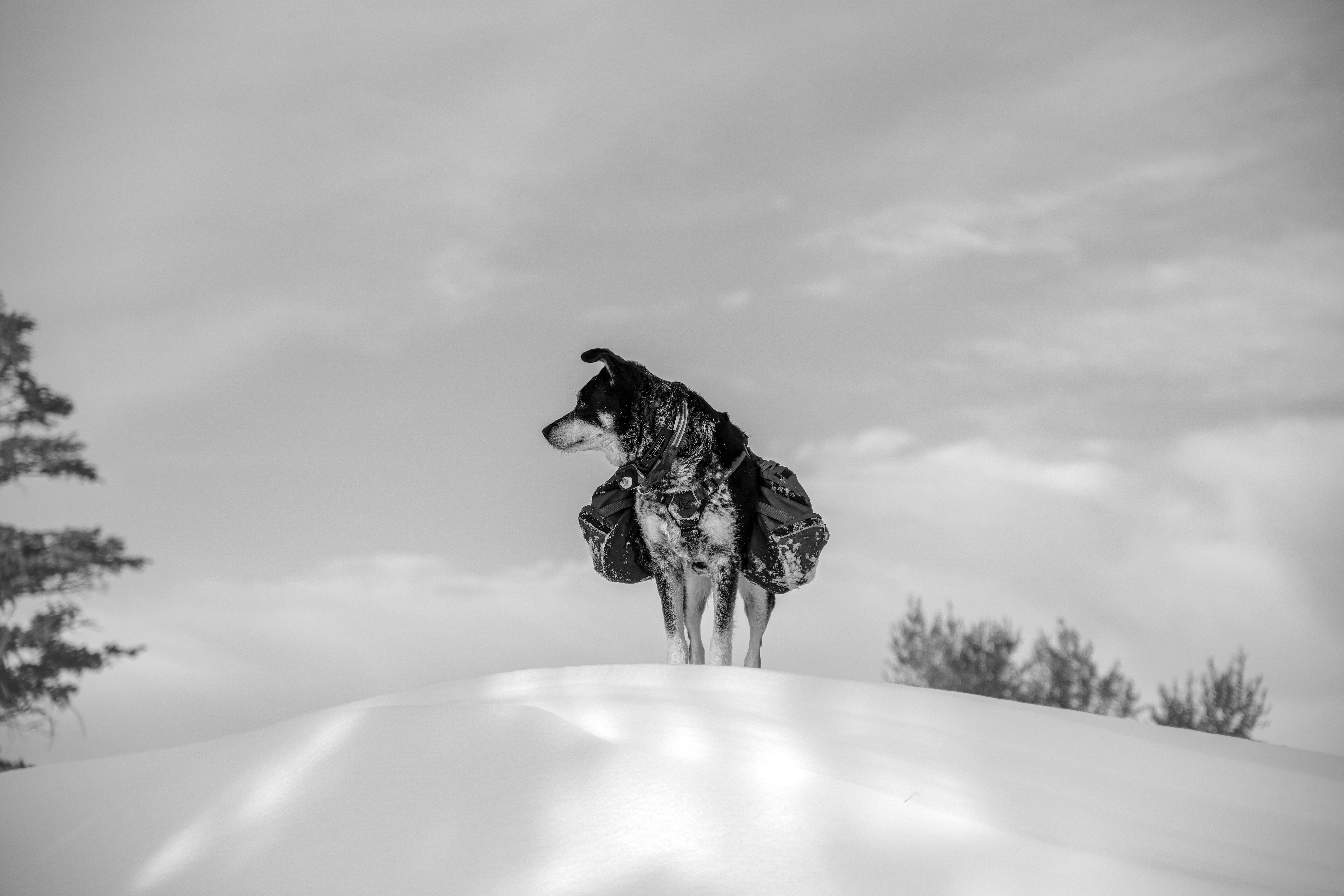 grayscale photo of woman in black and white floral dress holding dog leash on snow covered
