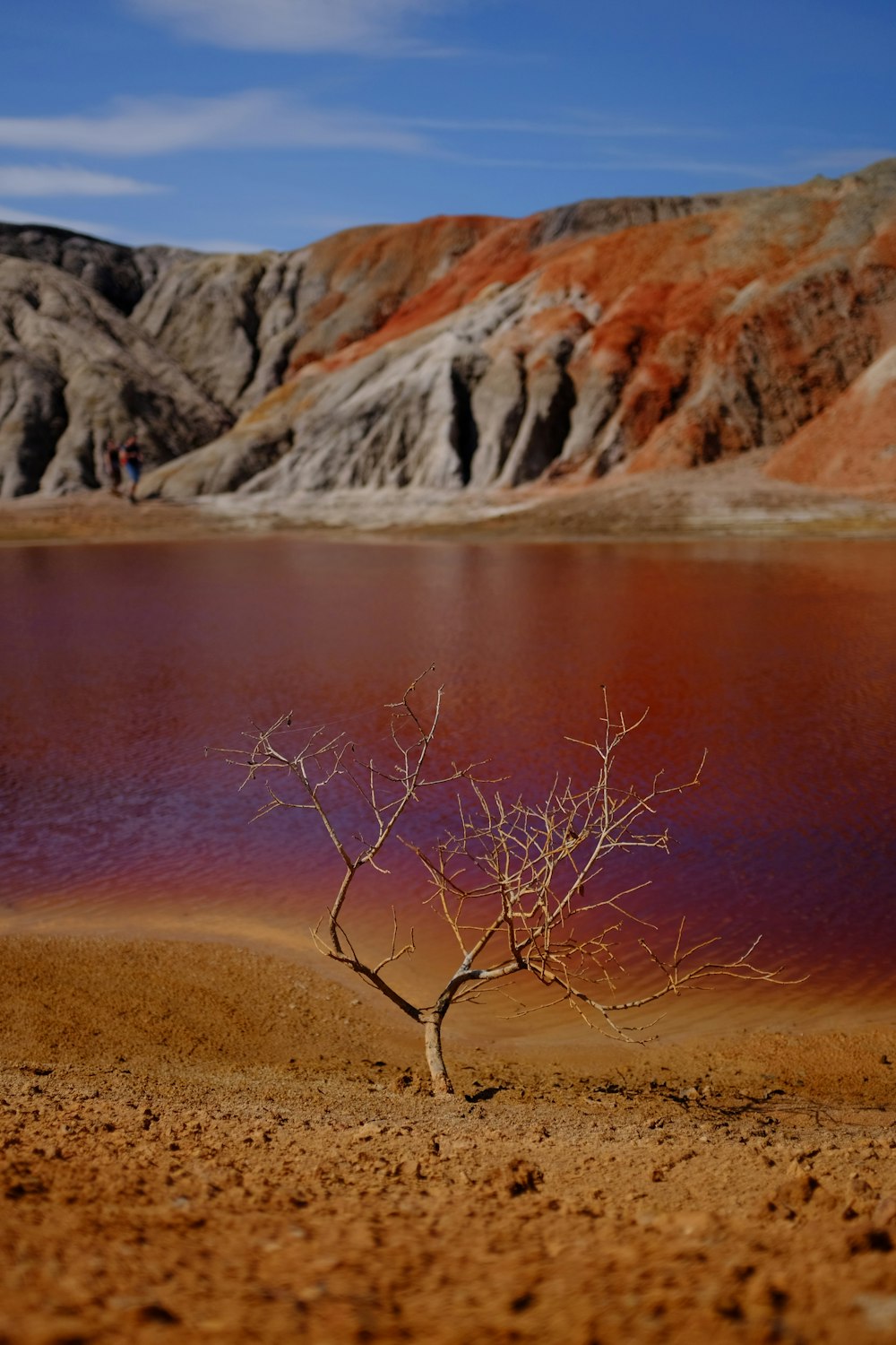 brown leafless tree on brown field near lake