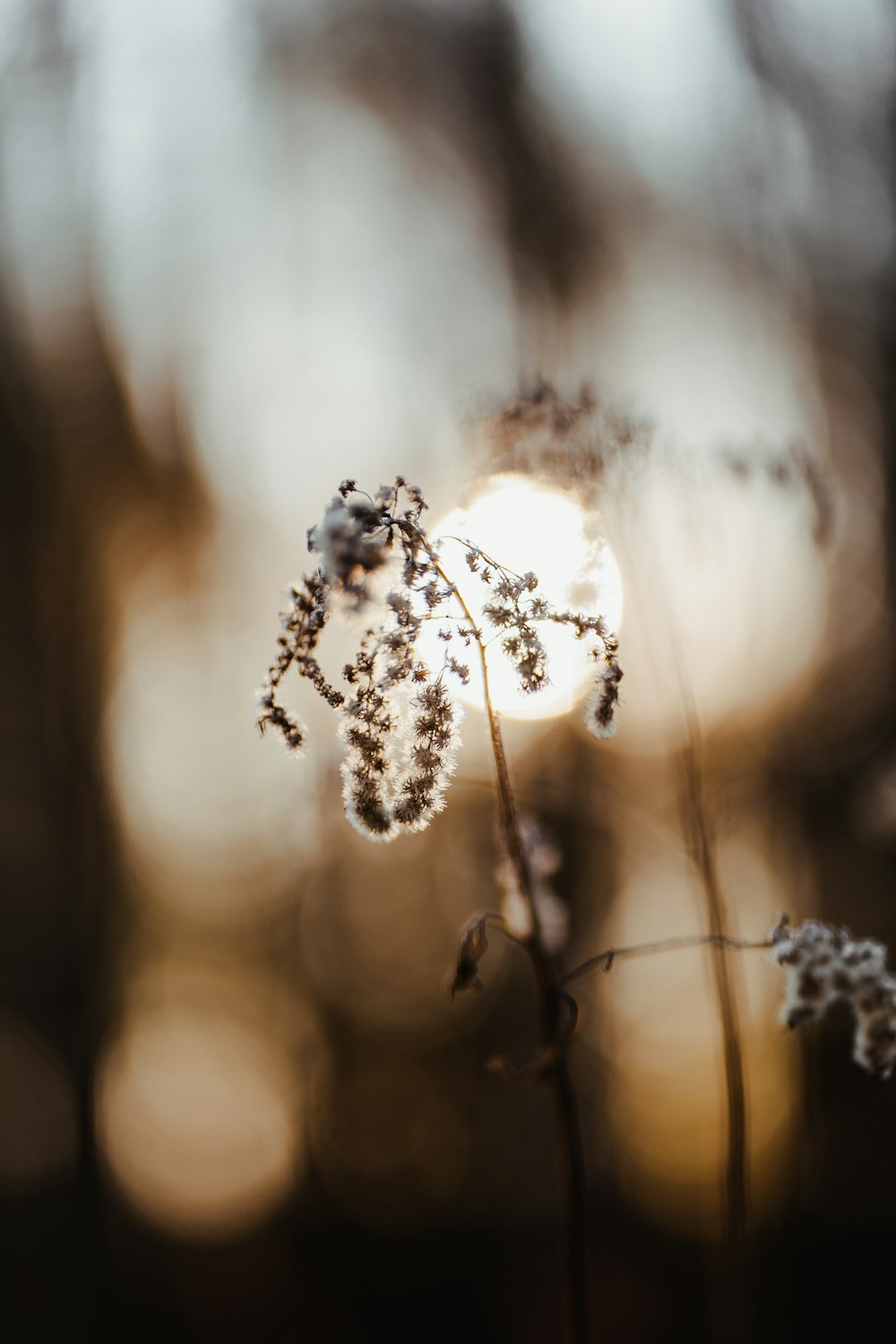 brown and white flower in tilt shift lens