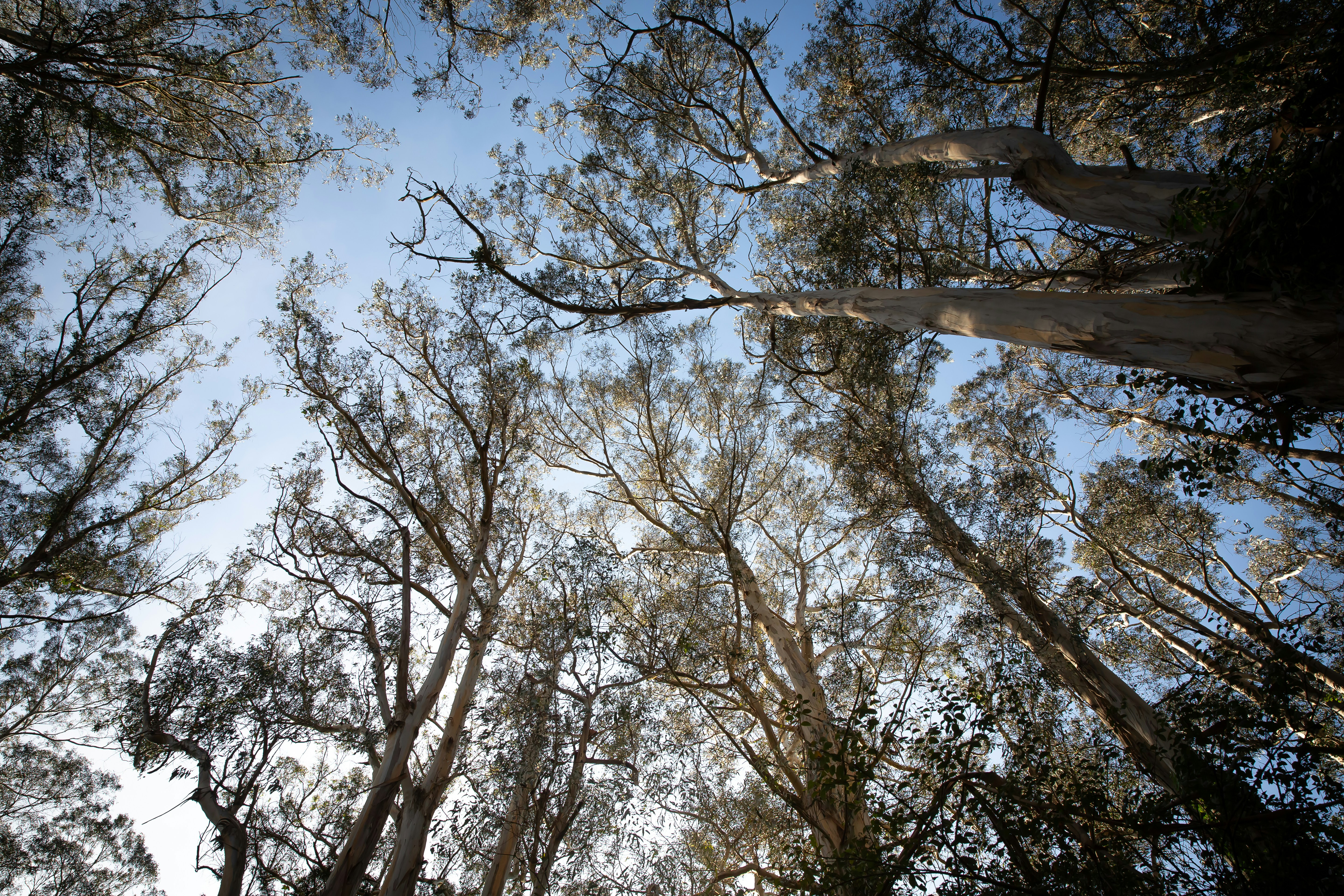 brown trees under blue sky during daytime