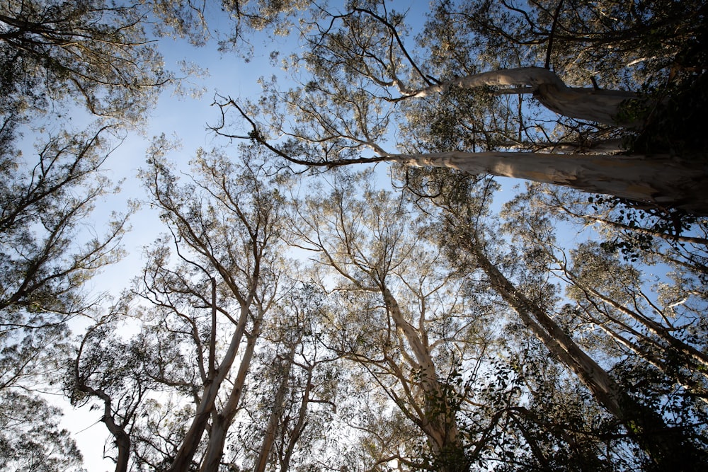 brown trees under blue sky during daytime