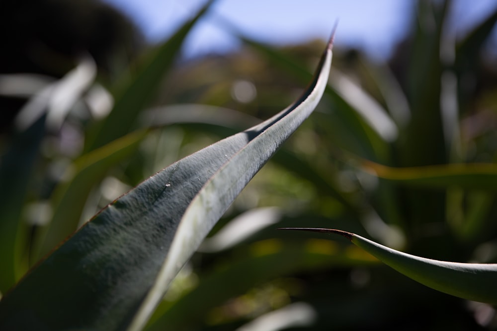 green leaf in close up photography