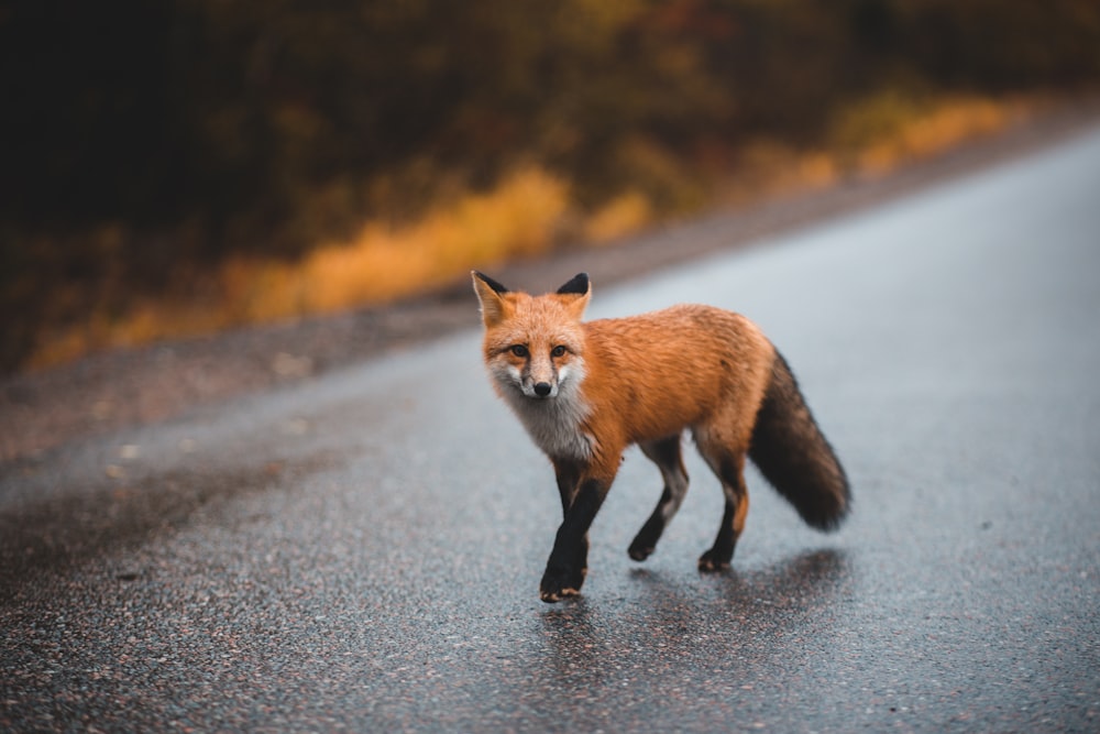 raposa marrom na estrada de asfalto cinza durante o dia