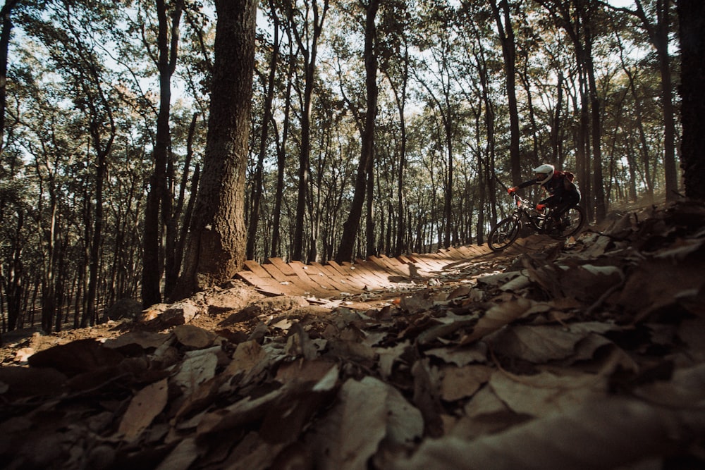 brown and white rocks on forest during daytime