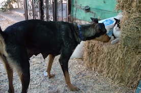 A dog and a cat are interacting near a stack of hay. The dog is standing and appears to be observing the cat, which is partially hidden within the hay stack. The setting includes a rustic environment with a metal gate and a green wooden wall in the background.