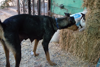 A dog and a cat are interacting near a stack of hay. The dog is standing and appears to be observing the cat, which is partially hidden within the hay stack. The setting includes a rustic environment with a metal gate and a green wooden wall in the background.