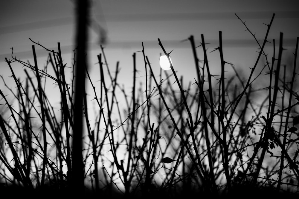 Photo en niveaux de gris d’un tronc d’arbre