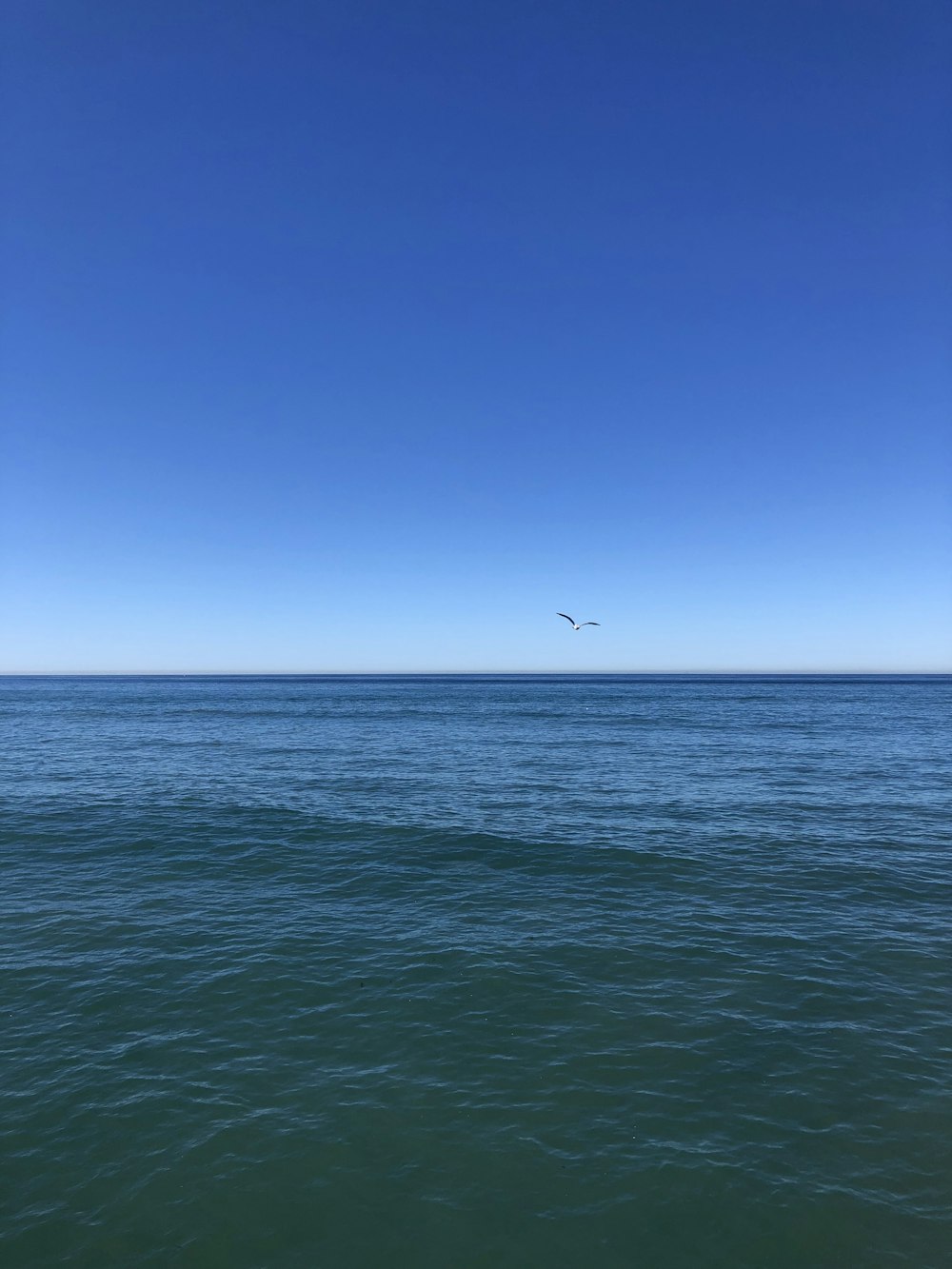 bird flying over the sea during daytime