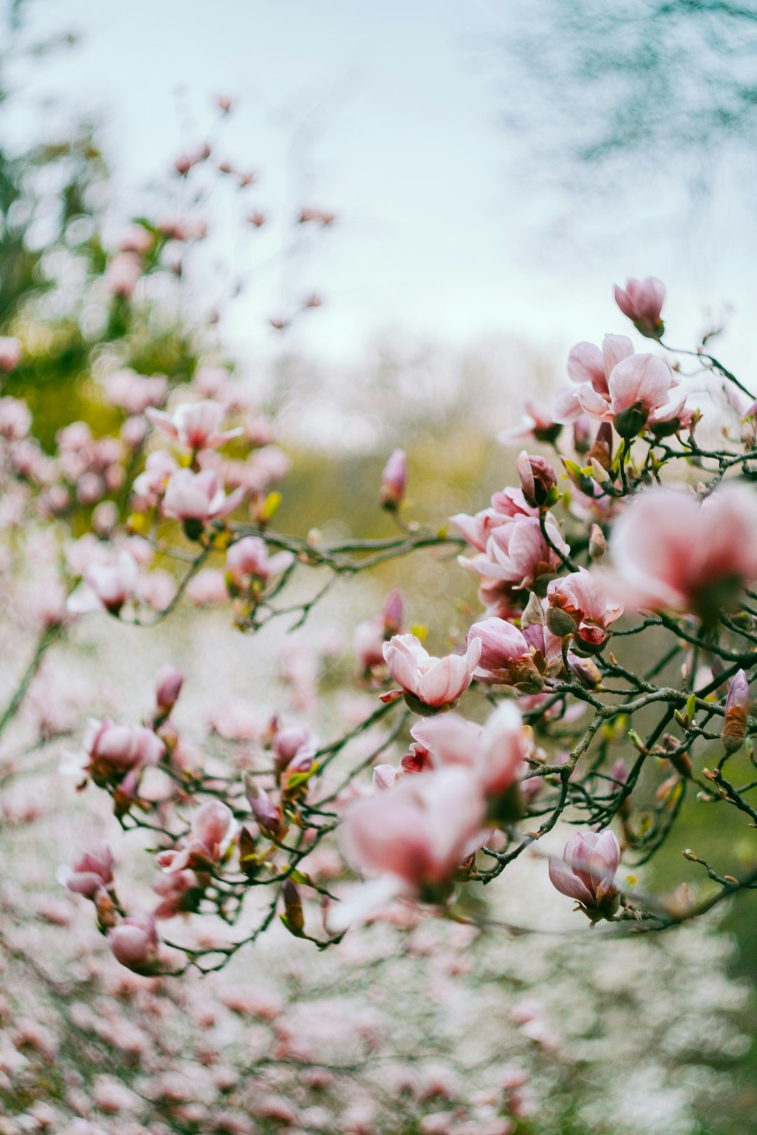 pink cherry blossom in bloom during daytime