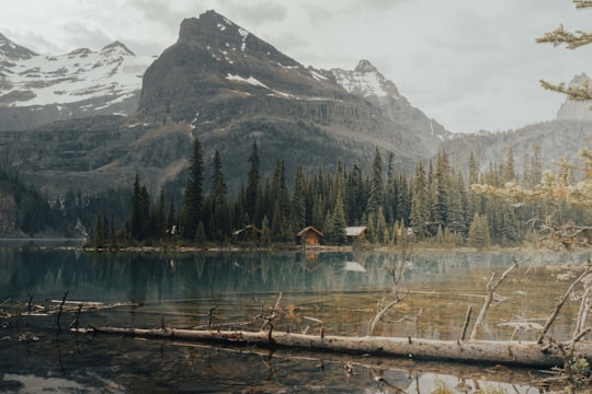 brown house near lake and trees during daytime in Lake O'Hara Canada