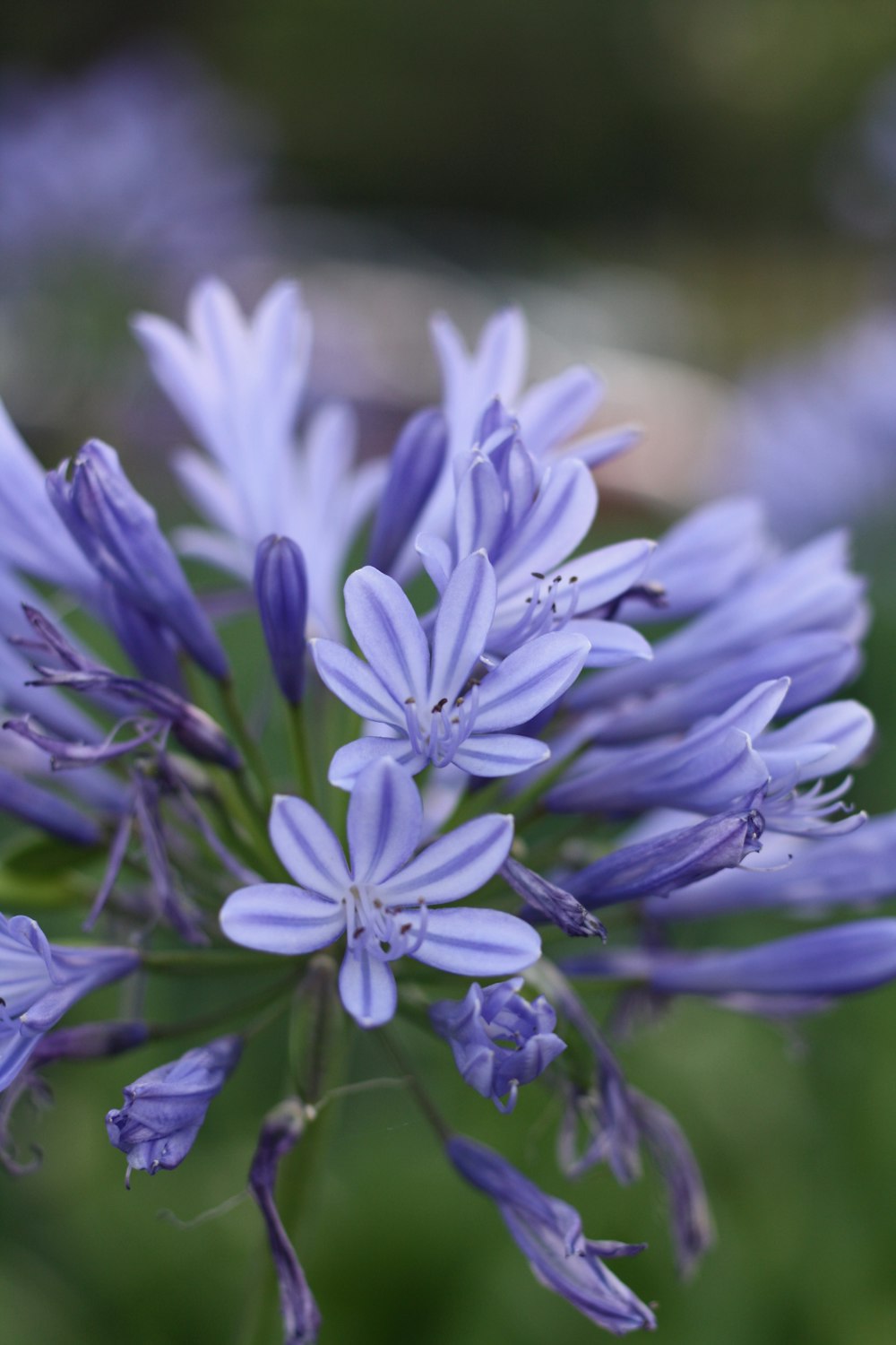 Violette Krokusblüten blühen tagsüber