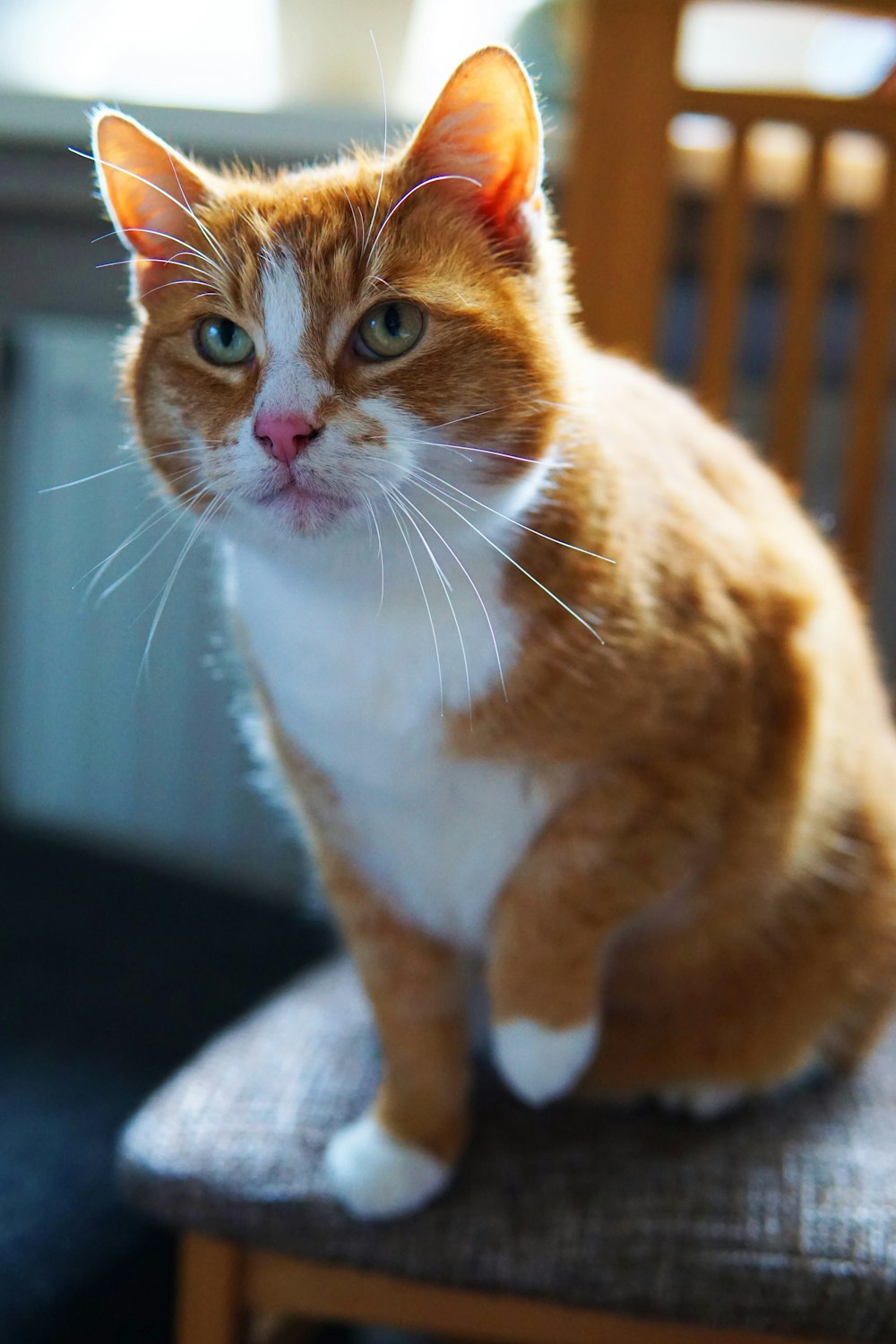 orange and white tabby cat on gray textile