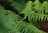 Close-up of a lush, rare fern with deep green fronds in natural light.