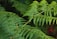 Close-up of a lush, rare fern with deep green fronds in natural light.