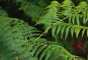 Lush Green Fern