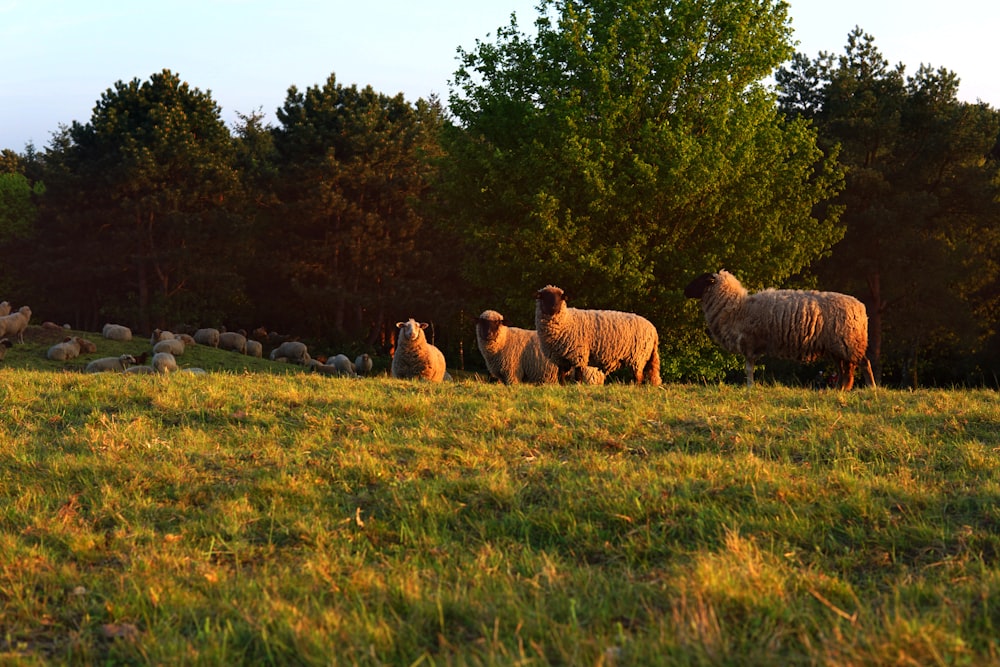 pecore sul campo di erba verde durante il giorno