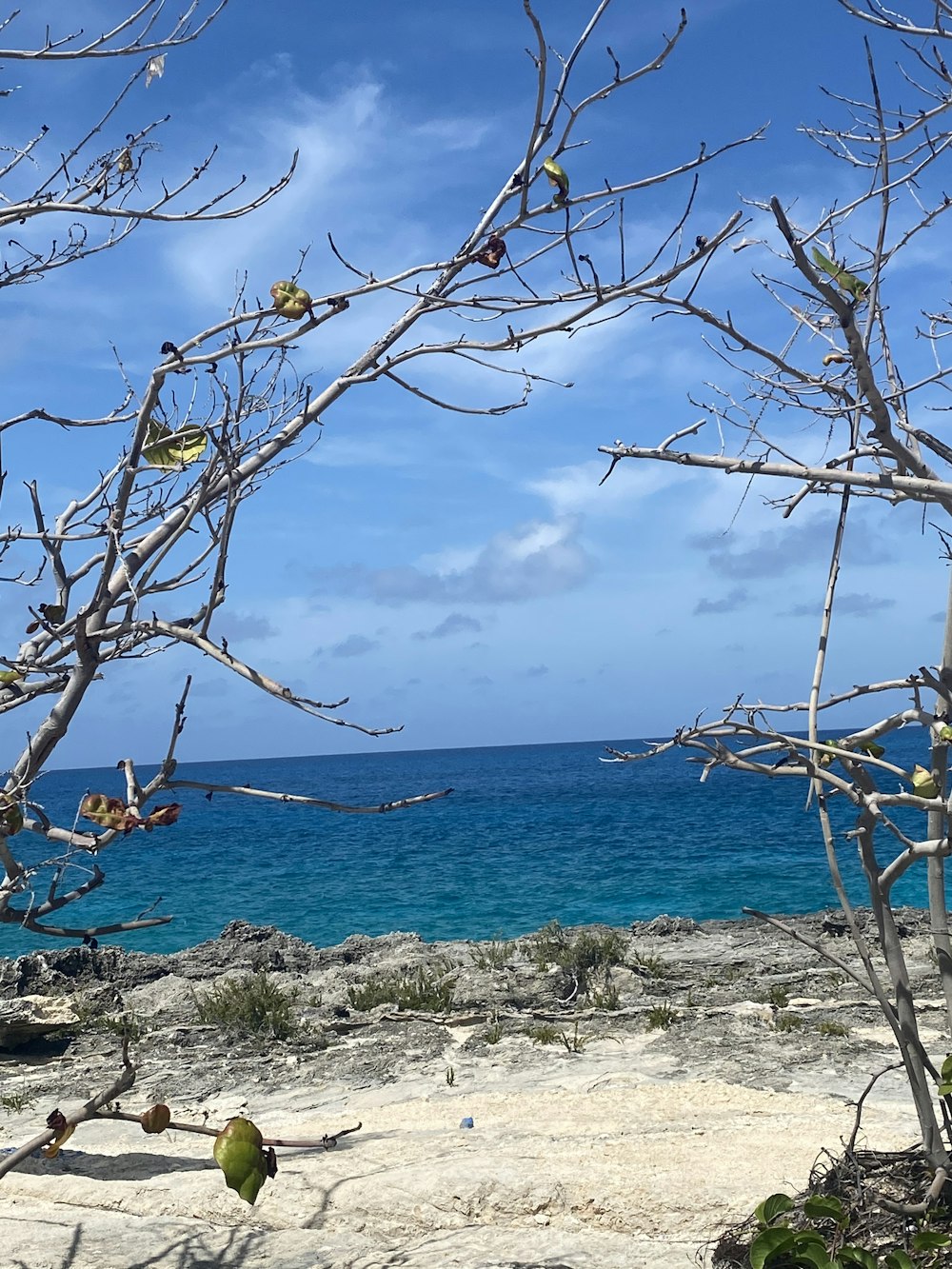 brown tree branch on gray rocky shore during daytime