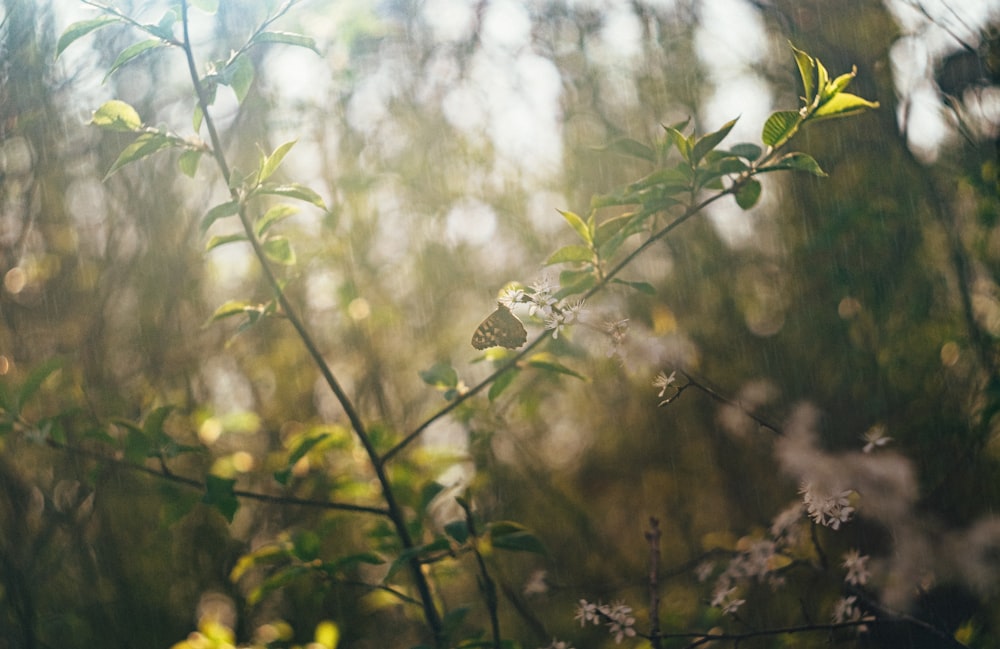 green leaf plant during daytime