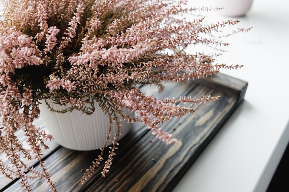 brown plant on white ceramic pot