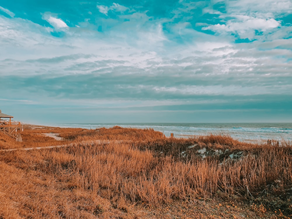 brown grass field near body of water under blue sky during daytime