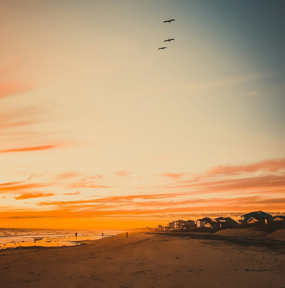 birds flying over the beach during sunset