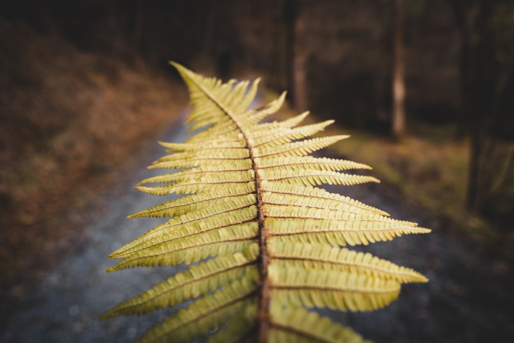 green leaf plant in close up photography