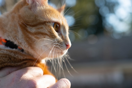 A gentle orange and turquoise minimalist illustration of a rescued cat being cared for.
