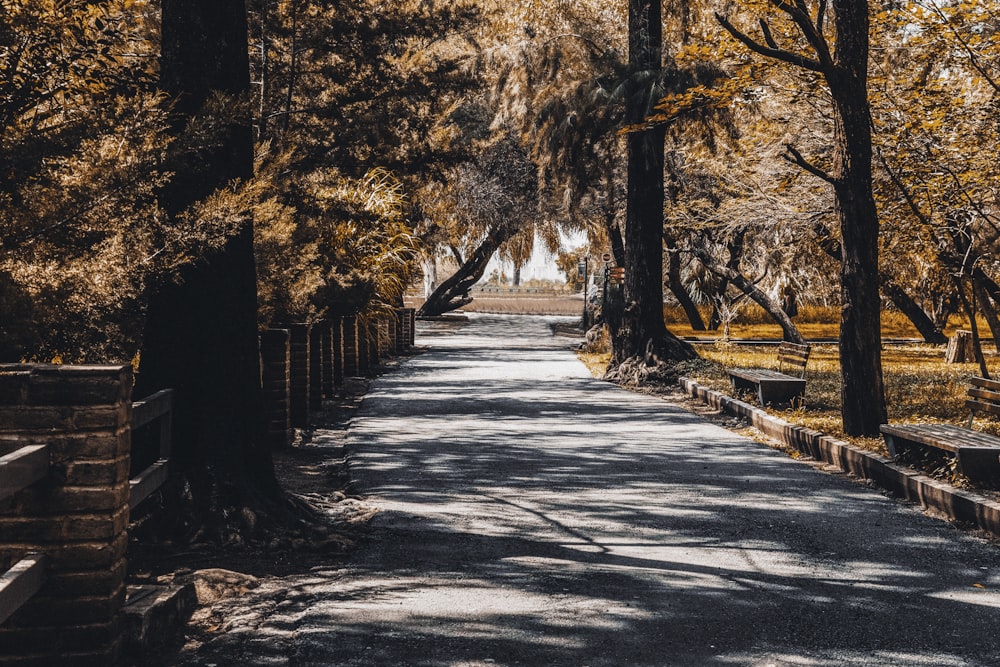 gray concrete road in between trees