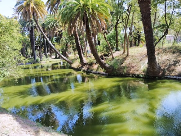 A serene landscape featuring tall palm trees and lush greenery surrounding a reflective body of water. The water mirrors the foliage, creating a harmonious blend of textures and colors. Sunlight filters through the trees, casting beautiful patterns on the surface.
