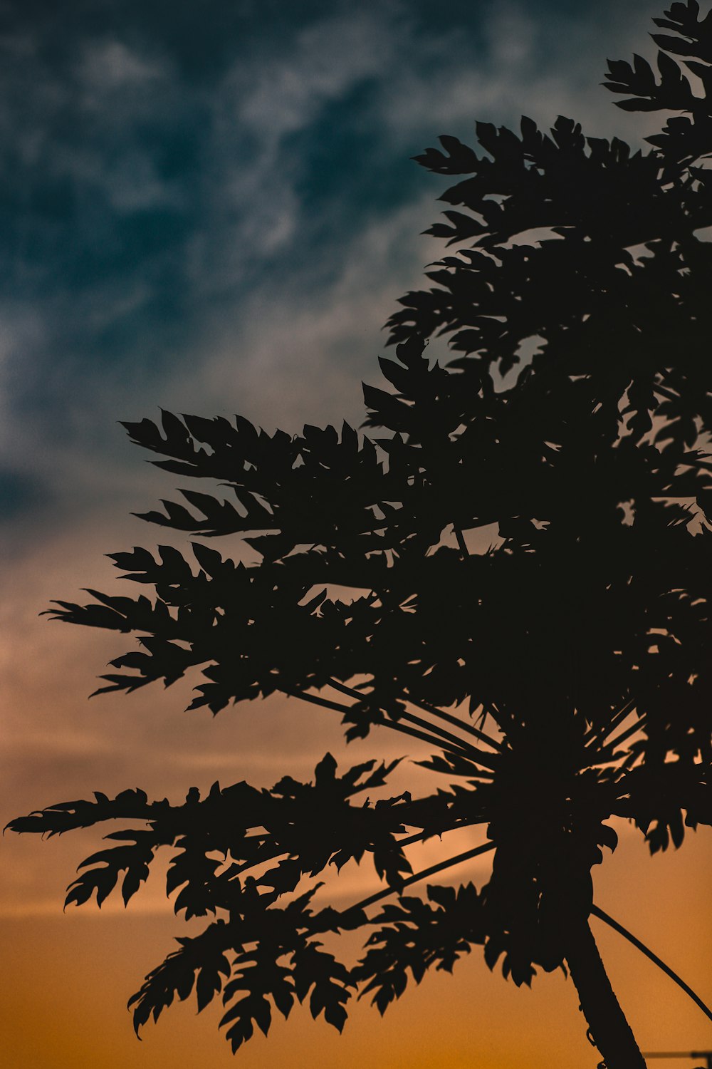 silhouette of tree under cloudy sky during daytime