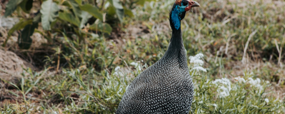 black and white turkey on green grass during daytime