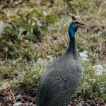 black and white turkey on green grass during daytime