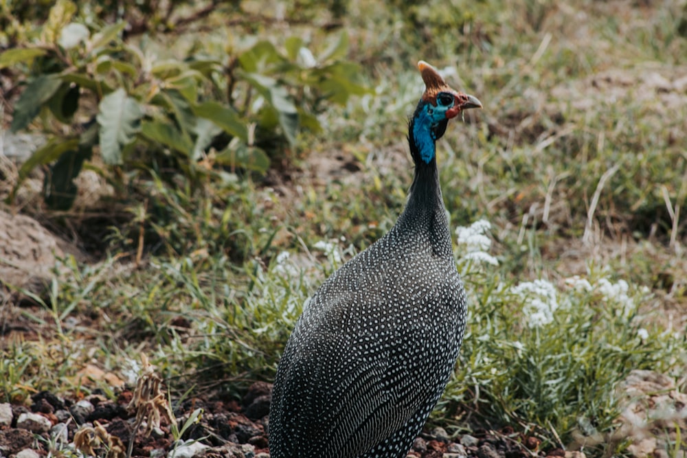 black and white turkey on green grass during daytime