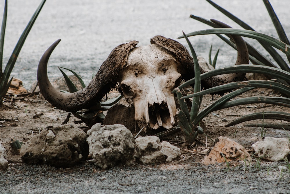 brown animal skull on gray sand during daytime