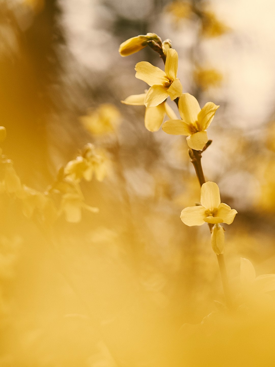 yellow flower in tilt shift lens