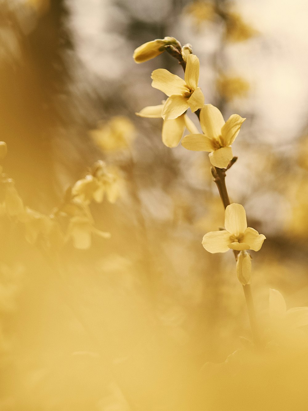 yellow flower in tilt shift lens